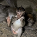 monkey_macaque_balinese_mf_ubud_v_1437_bal5158.jpg